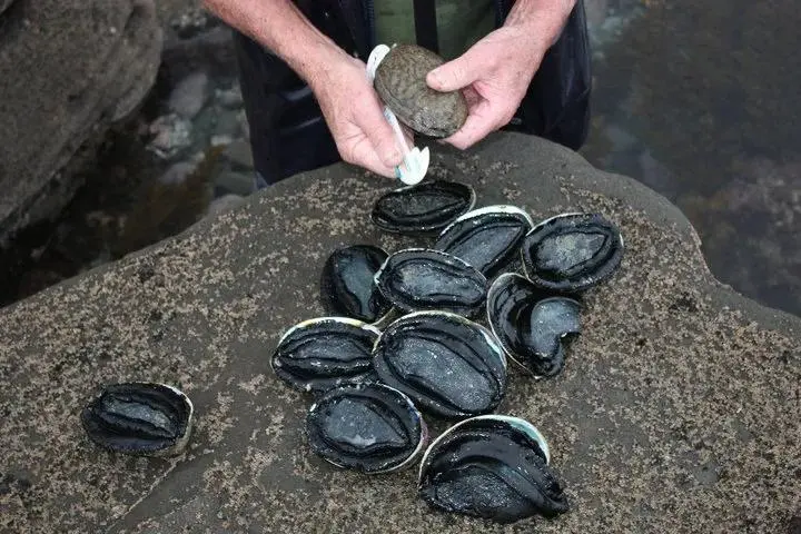 Pāua 贝壳兴趣点与赶船取舍参考照片